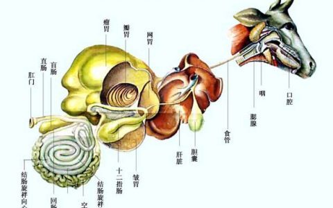 牛羊瘤胃菌群失调，分级和防治