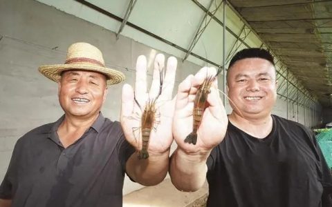 淡水虾王落户青海，罗氏沼虾试养成功