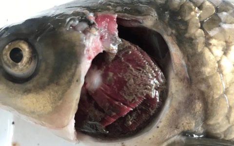 秋季草鱼常见病：寄生虫、出血、肝胆病……，防治123