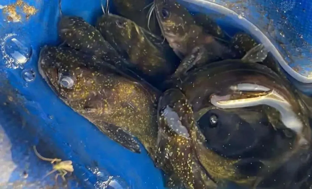 鮰鱼感染小瓜虫