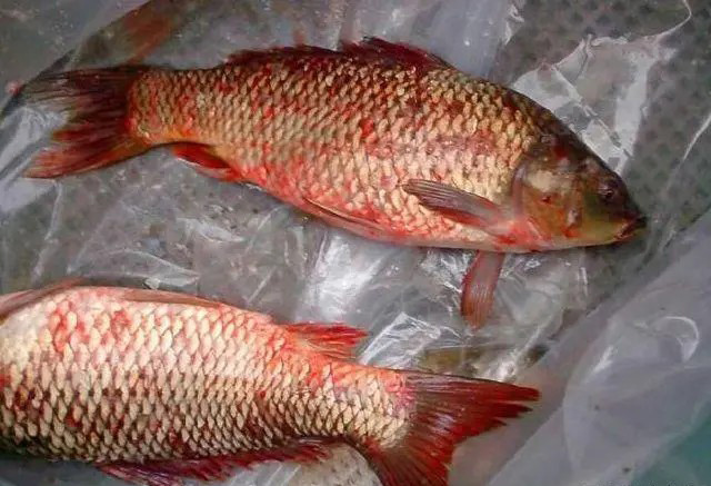 鲫鱼鳃出血病和细菌性败血症，易混淆误诊，症状、流行和防控