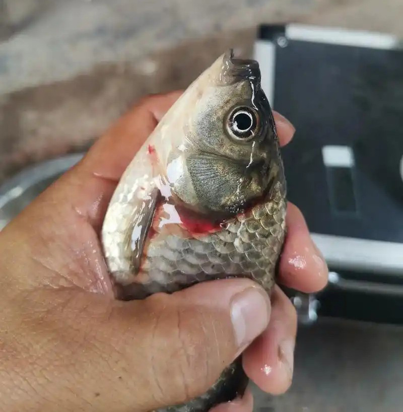 鲫鱼鳃出血病和细菌性败血症，易混淆误诊，症状、流行和防控