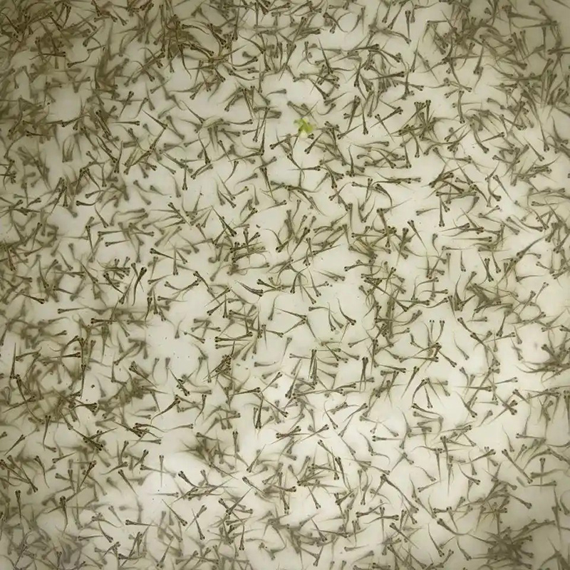 五种水花苗培壮奶粉，保肝护肠提成活率