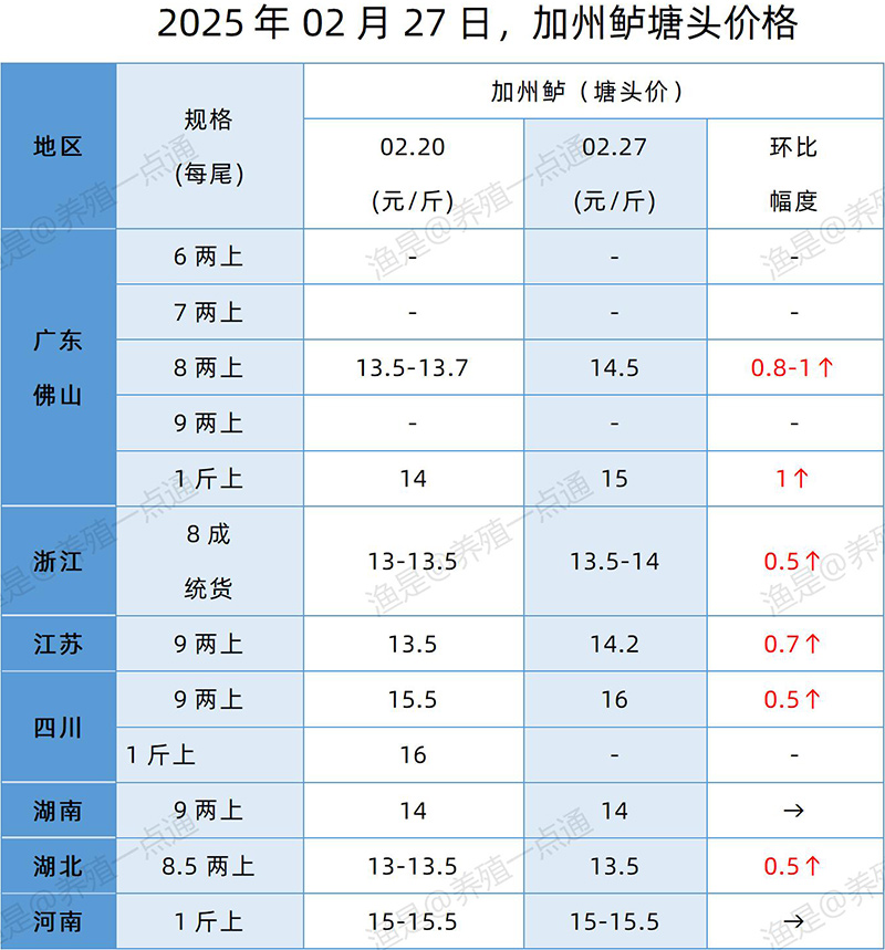 【渔是特约】2025.02.27，对虾、加州鲈塘头价格