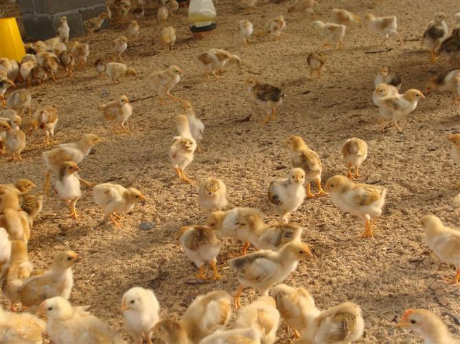 【肉鸭旱养】肉鸭旱养模式和管理方式，网养、发酵床效益都不错