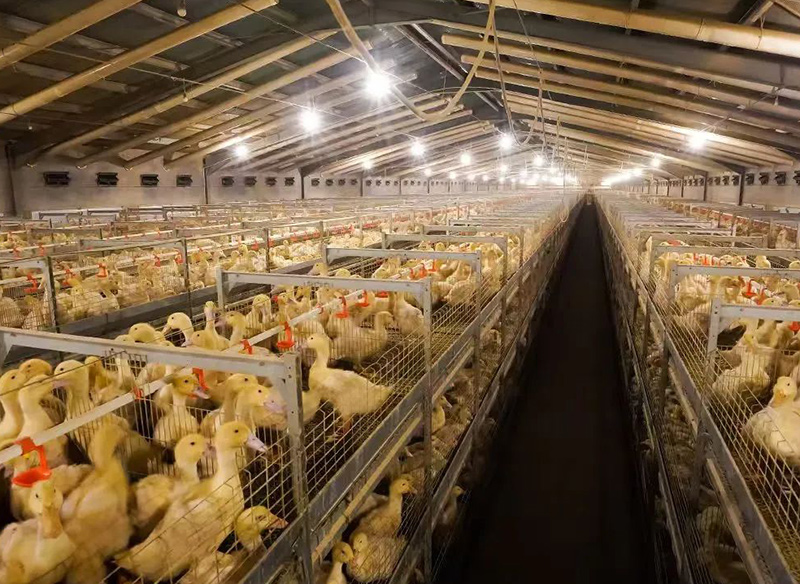 【肉鸭旱养】肉鸭旱养模式和管理方式，网养、发酵床效益都不错