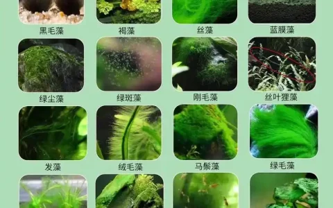 【藻类】有益藻类在水产养殖中的应用：供氧、生态环境、育苗