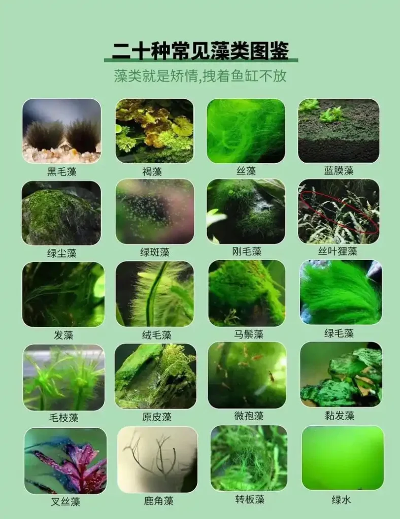 【藻类】有益藻类在水产养殖中的应用:供氧、生态环境、育苗
