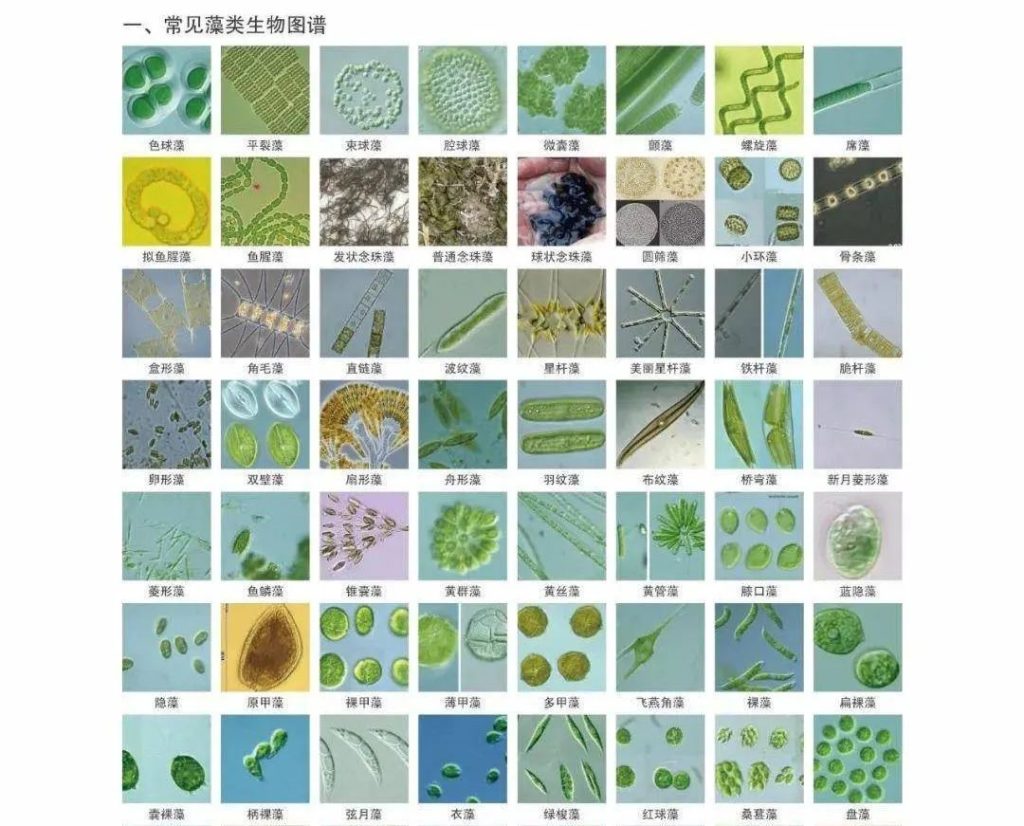 【藻类】有益藻类在水产养殖中的应用:供氧、生态环境、育苗