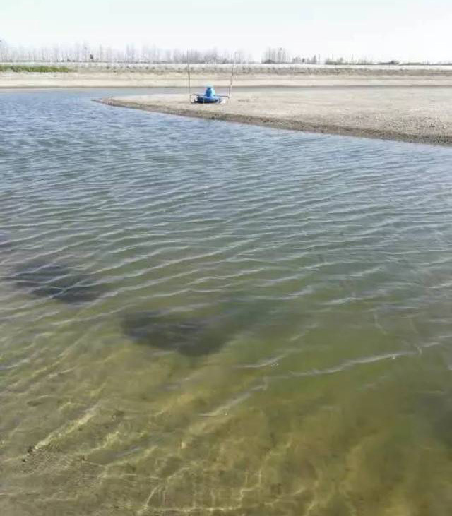 【水体分层】水体分层对养殖业的危害、原因和解决方案，天气突变做好防范，调水解毒是王道