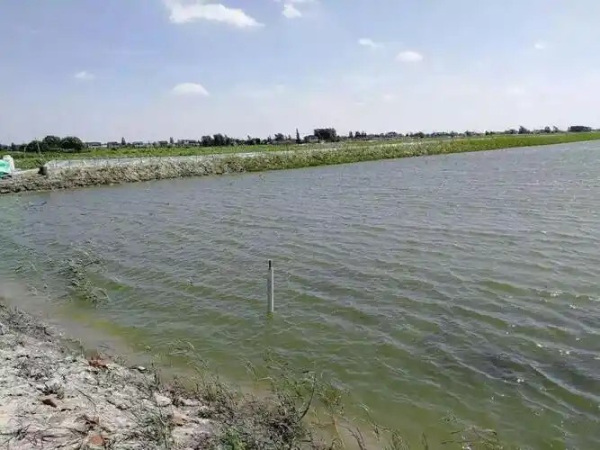 【水体分层】水体分层对养殖业的危害、原因和解决方案，天气突变做好防范，调水解毒是王道