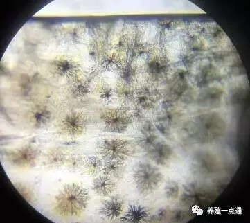 【对虾养殖】对虾应激的危害、症状和预防处理，盛夏天气多变要谨慎
