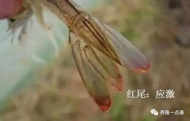 【对虾养殖】对虾应激的危害、症状和预防处理，盛夏天气多变要谨慎