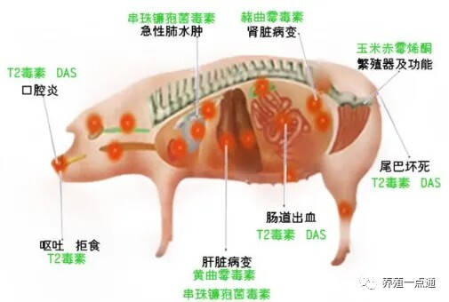 【脱霉剂】夏季多雨，养殖谨防霉菌毒素污染饲料，脱霉剂选择有讲究