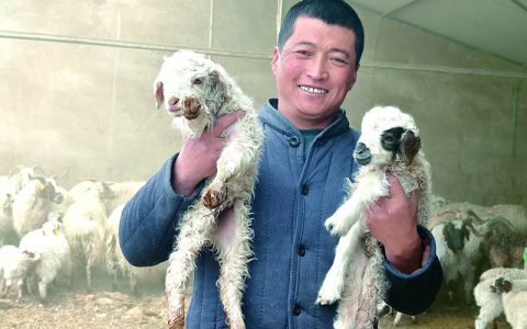 牛羊喂猪料四大缺陷，营养、消化外还有什么原因？