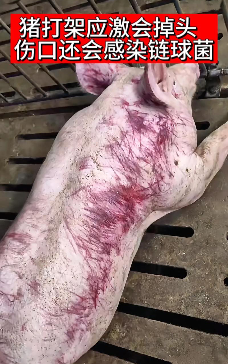猪咬架