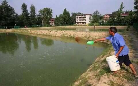 【鱼病】鱼药拌料内服注意事项，确诊+均匀