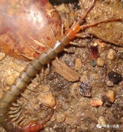 【蜈蚣养殖】蜈蚣脱壳病的预防治疗，环境清洁+通风