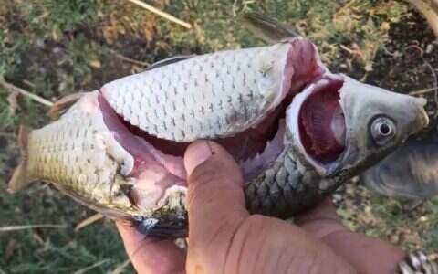 【鱼蟹病】“白露瘟”来袭，劫瘟可防难治