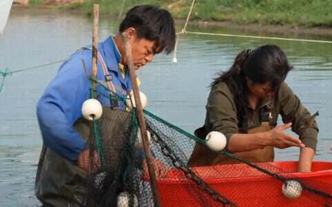 【西域水产】新疆水产养殖高光！罗氏沼虾180元/Kg供不应求，螃蟹年产50吨畅销全国