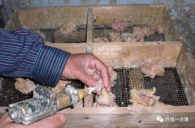 【肉鸽养殖】肉鸽繁殖力提升PSY,公母鸽最讲一夫一妻,二胎最多,三胎四胎难养