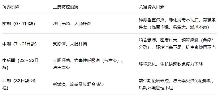 肉鸡养殖全周期疫病防控和科学用药策略