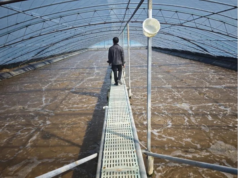 中棚虾🦐养殖模式简介，PK小棚、工厂化高位池优劣比较