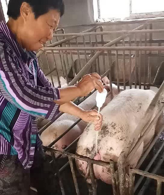 母猪人工授精回温是关键，决定受胎率和产仔数