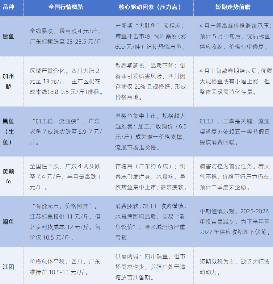 【鱼价】血亏与暴涨并存！鳜鱼暴跌4元、黄颡病害砸盘，加州鲈却涨2元，特种鱼“冰火两重天”如何破局？